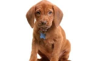Really? Plastic Surgery for Your Pooch?