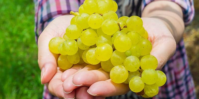 Wine Grapes are Better for Wrinkles Than Botox