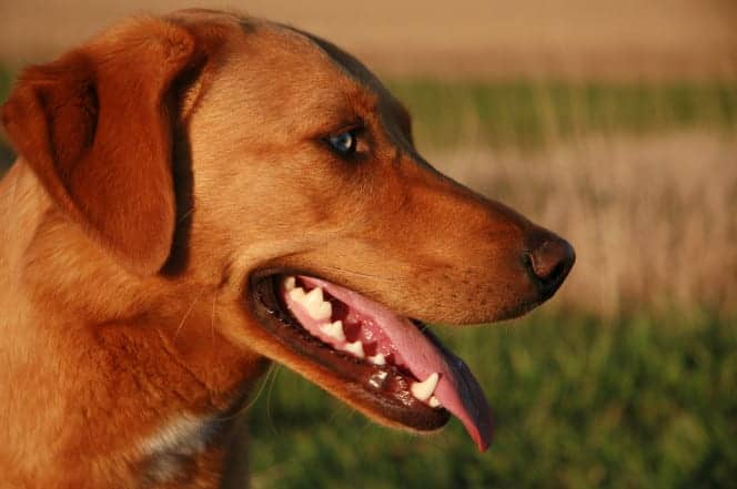Even Dogs Are Getting Plastic Surgery Now