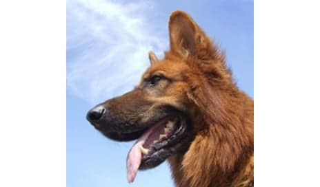 Canine Cancer Detectors
