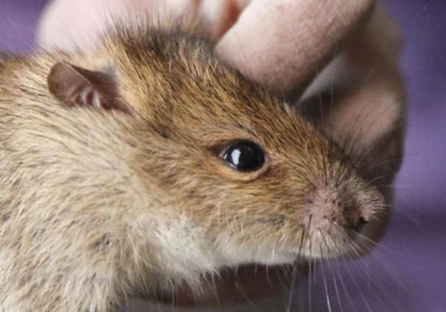 Israeli Surgeons First to Freeze, Defrost and Transplant Limb on Rat