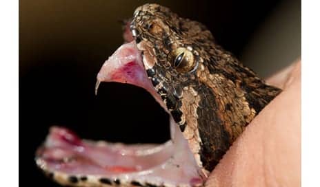 Snake Venom Is the New Botox