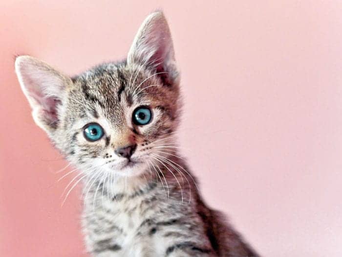 This Skin Care Brand Sort Of Infuses Their Products with Cat Poop, and It Costs More Than Rent
