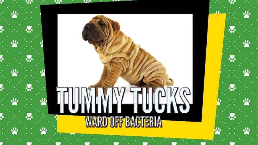 Puppy Plastic Surgery On Pets Is a Booming Business