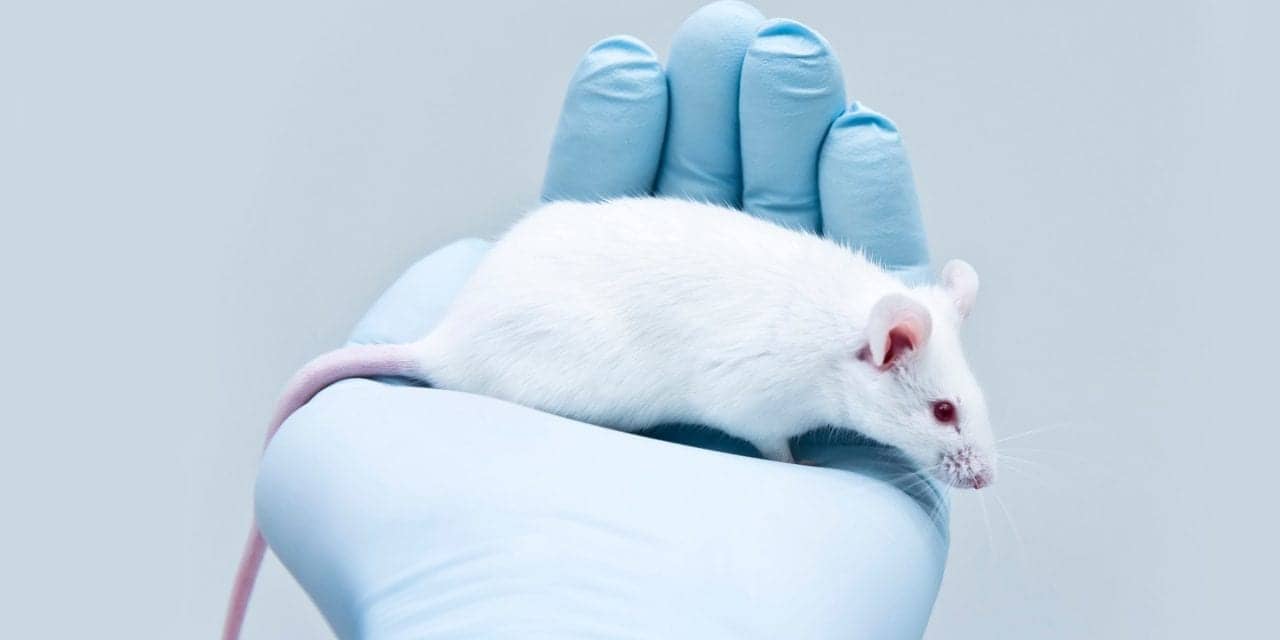 These Mice Stopped Eating Carbs So You (Maybe) Don't Have To