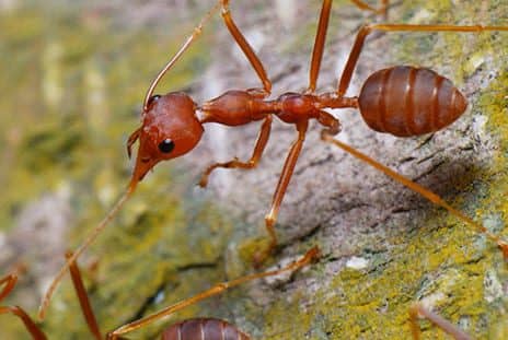 Ant Venom Could Treat Psoriasis, Emory Researchers Find