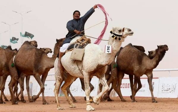 No Botox: Camels Disqualified from Beauty Contest in Saudi Arabia