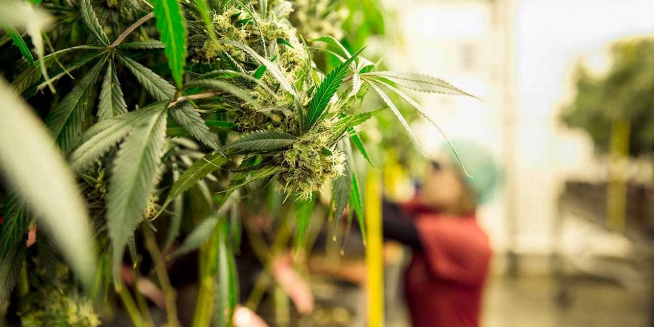 Cannabis Could Be the New Super Ingredient in Skin Care