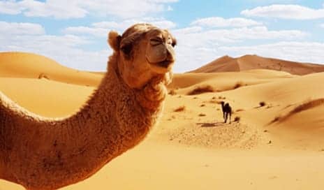 In Saudi Arabia, Camels Are Getting Cosmetic Surgery