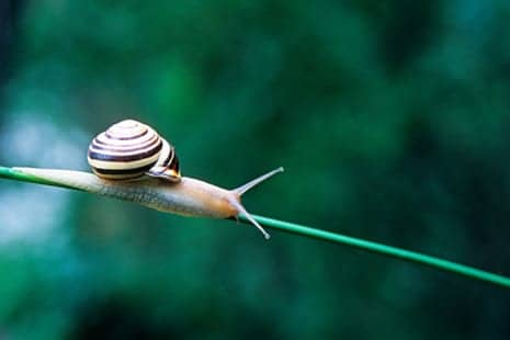 What Does Snail Slime Actually Do for Your Skin?