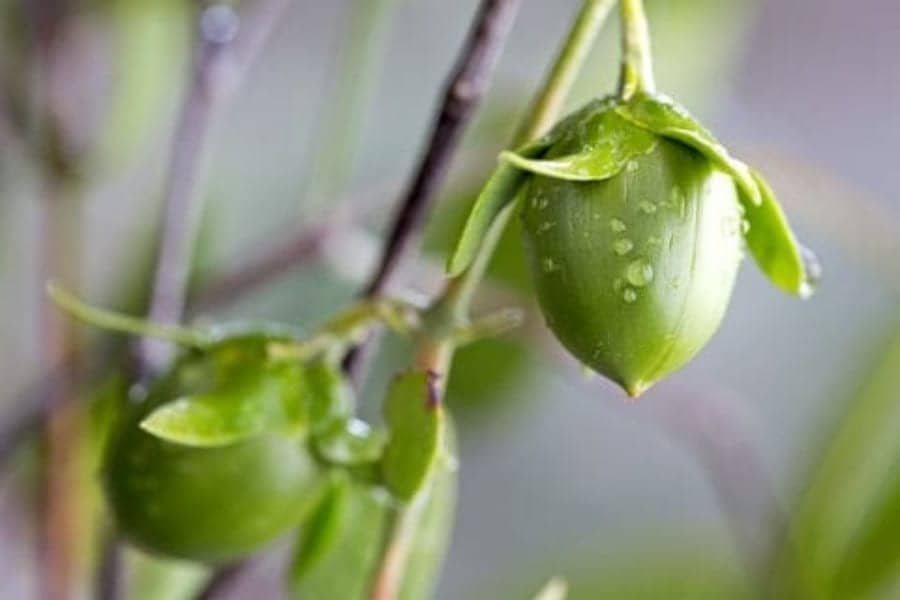 11 Ways to Use Jojoba Oil for Healthier Skin and Hair, According to Dermatologists