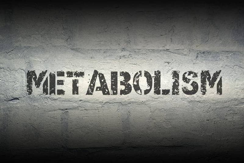 Metabolism and Weight Loss Refresher
